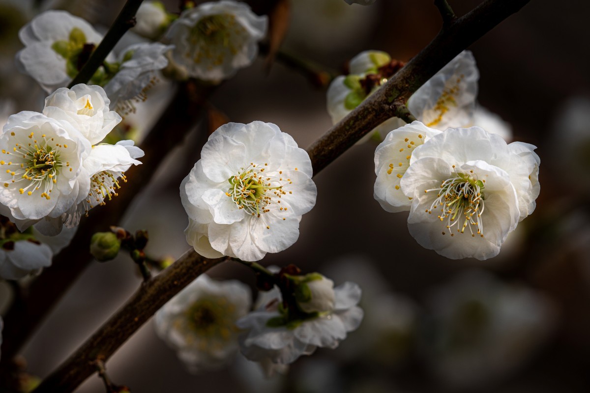 梅花与另类海棠花