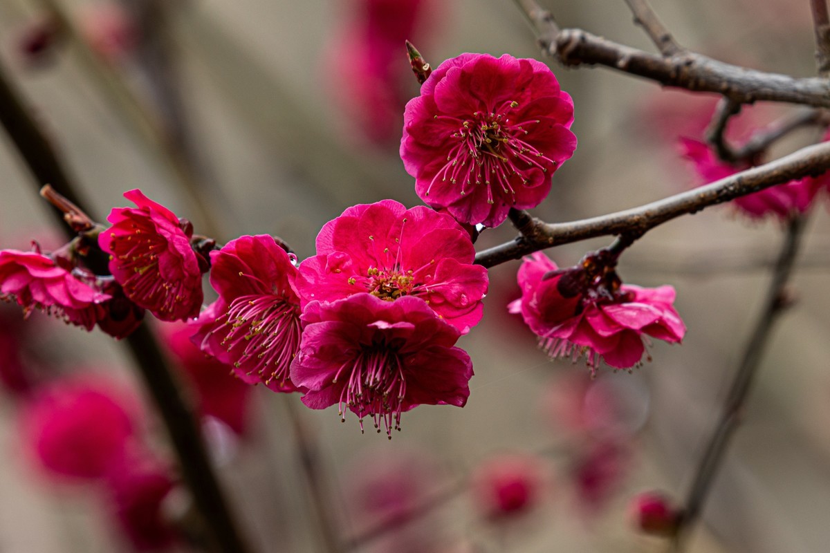 梅花与另类海棠花