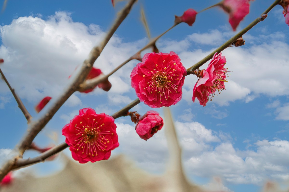 梅花与另类海棠花