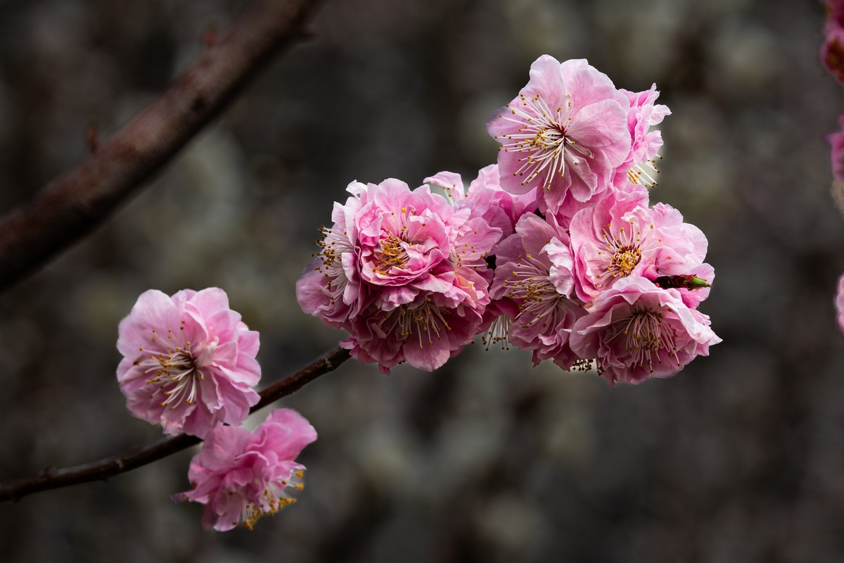 梅花与另类海棠花