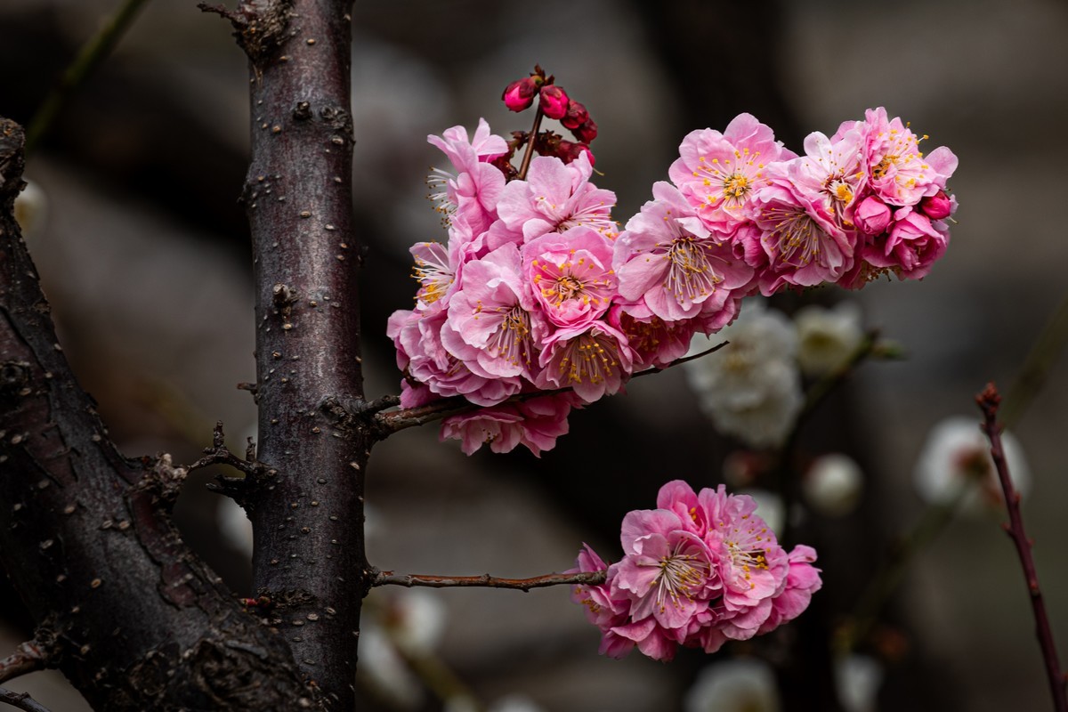 梅花与另类海棠花