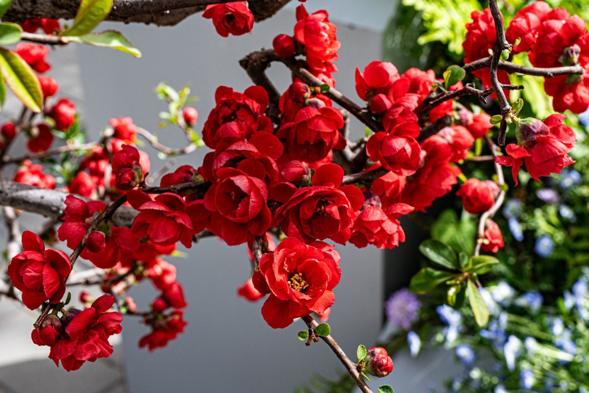 梅花与另类海棠花