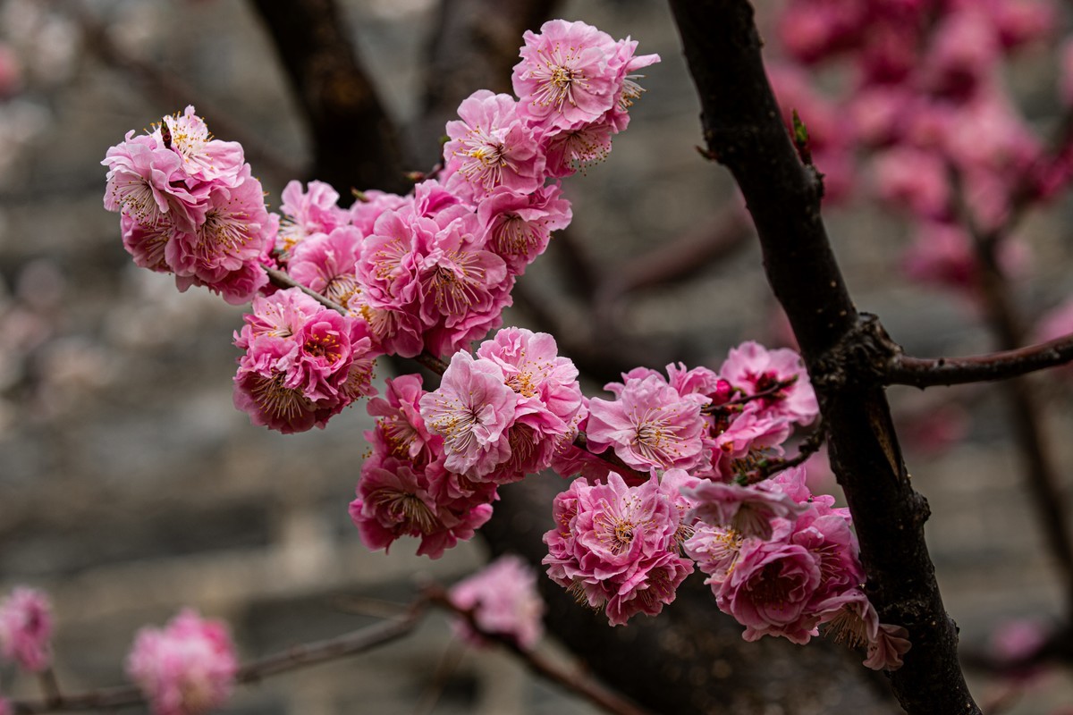 梅花与另类海棠花