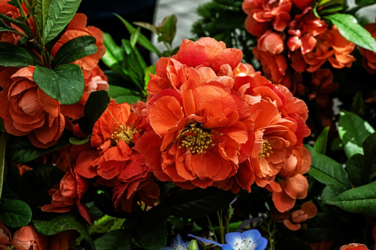 梅花与另类海棠花