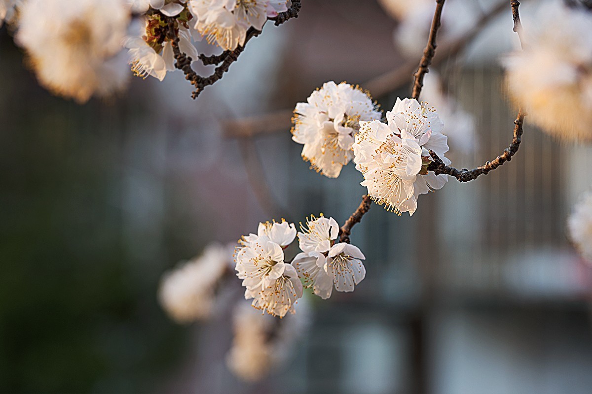 小区内拍摄的春花