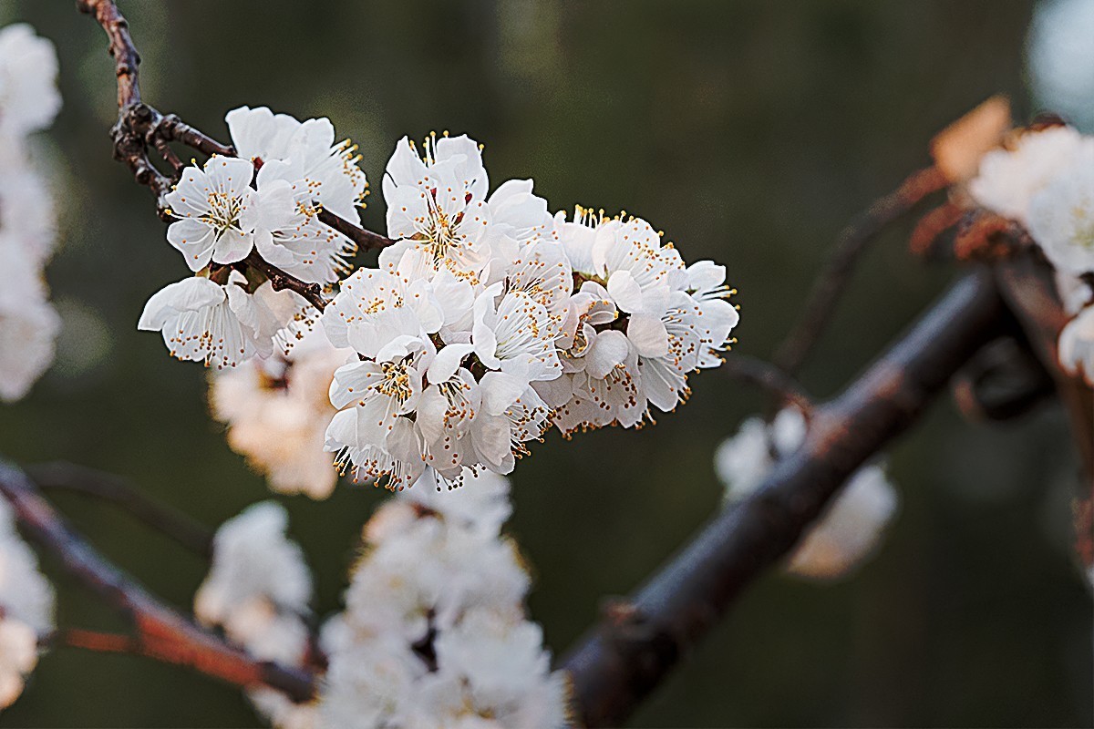 小区内拍摄的春花