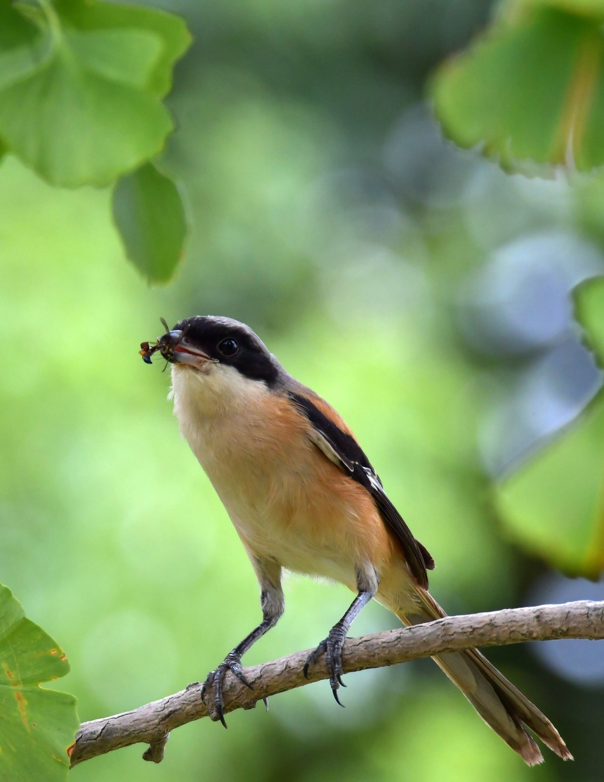 湿地公园拍鸟之---伯劳