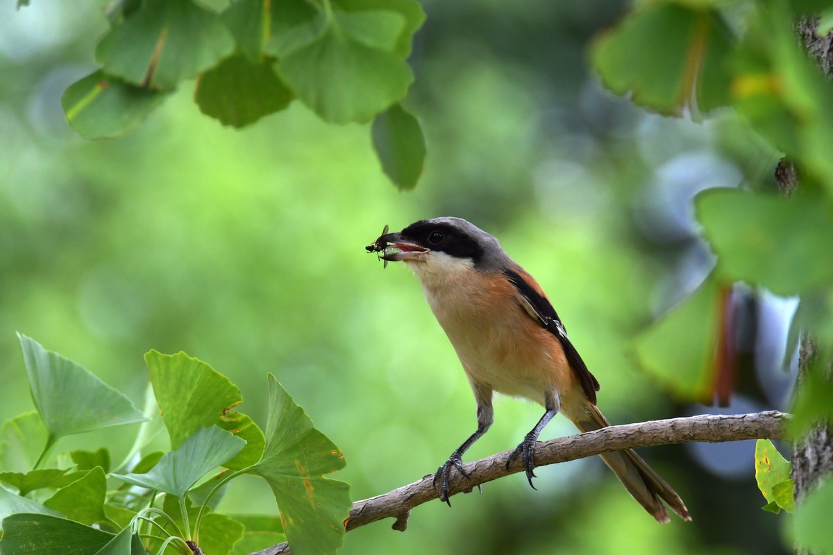 湿地公园拍鸟之---伯劳