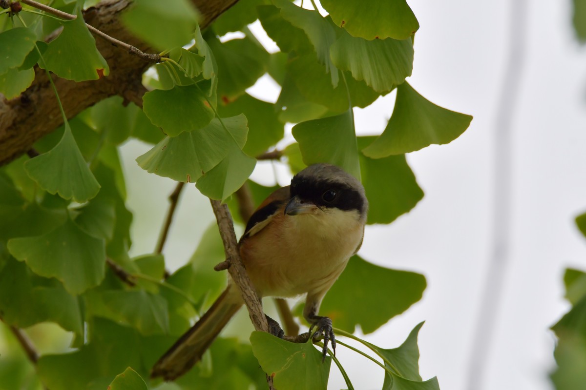 湿地公园拍鸟之---伯劳