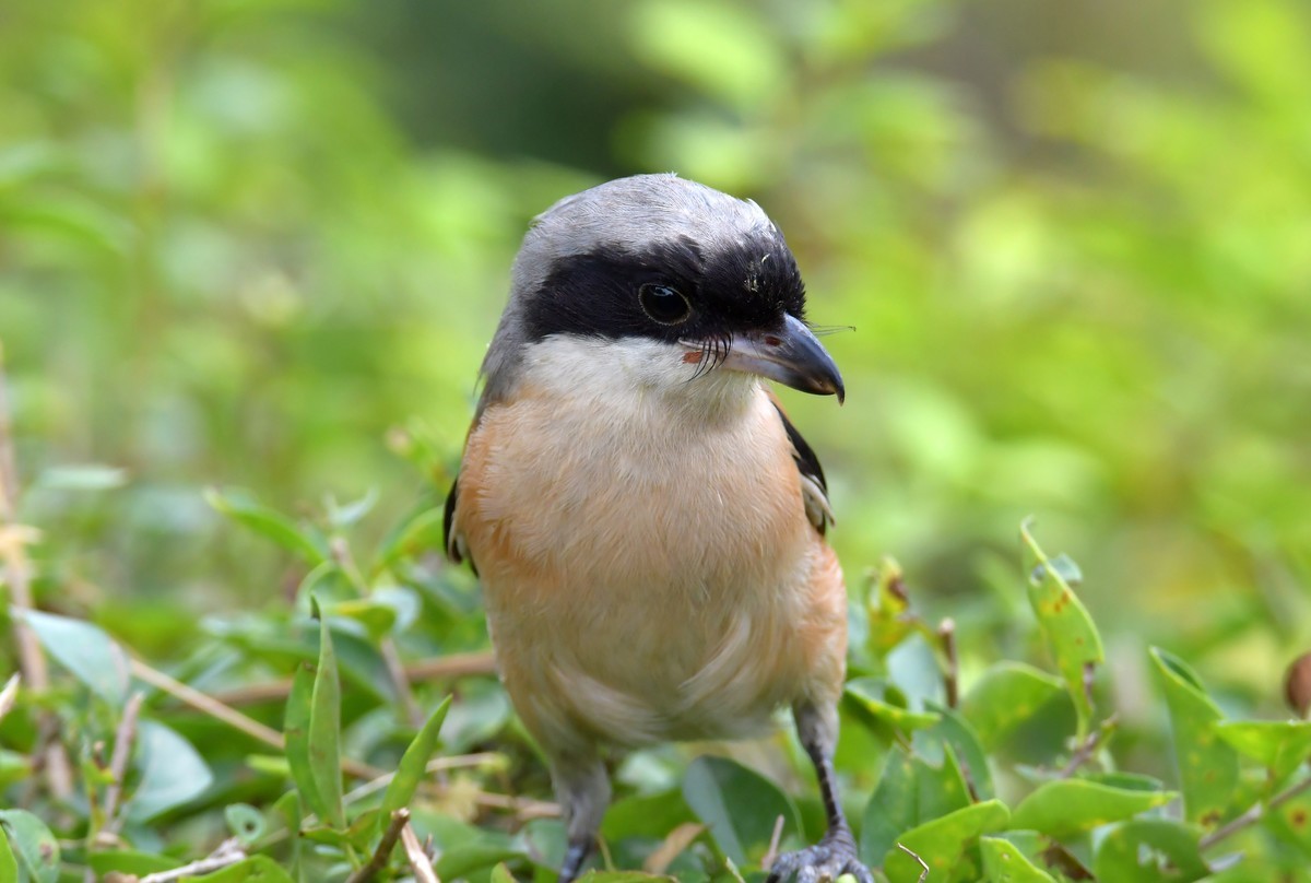 湿地公园拍鸟之---伯劳
