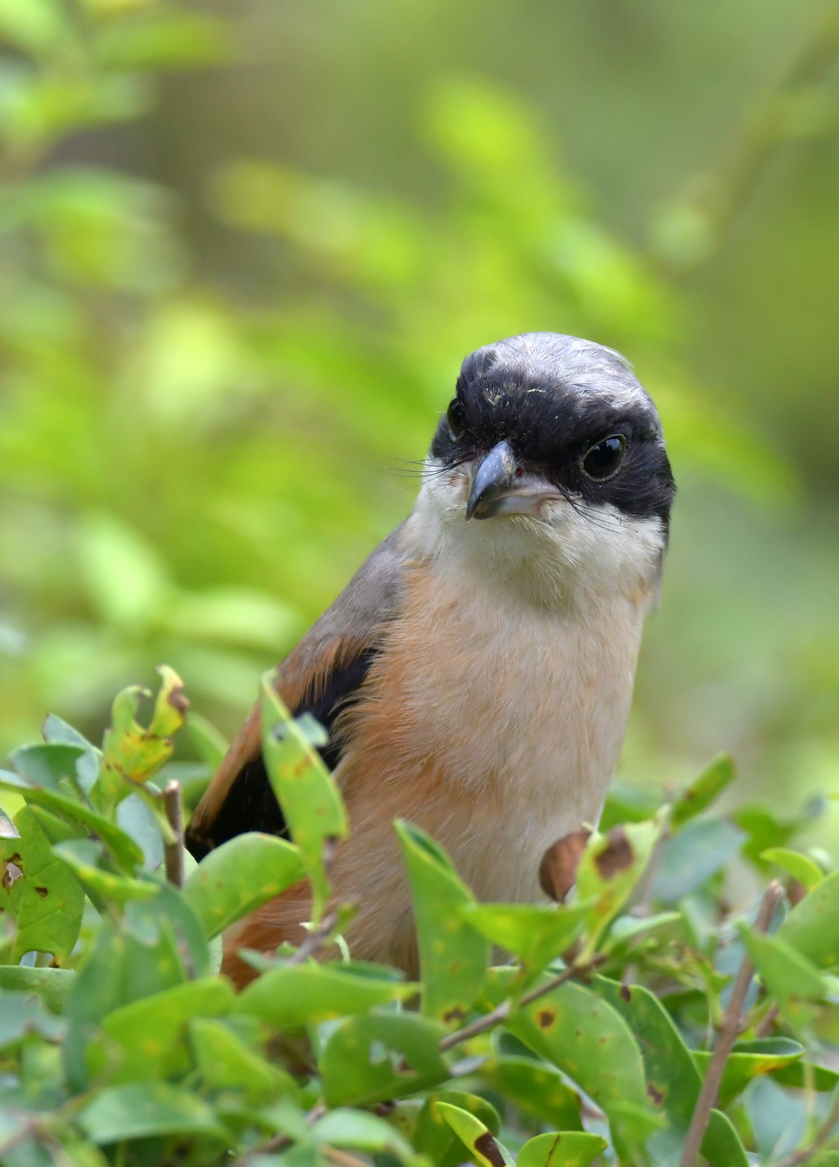 湿地公园拍鸟之---伯劳