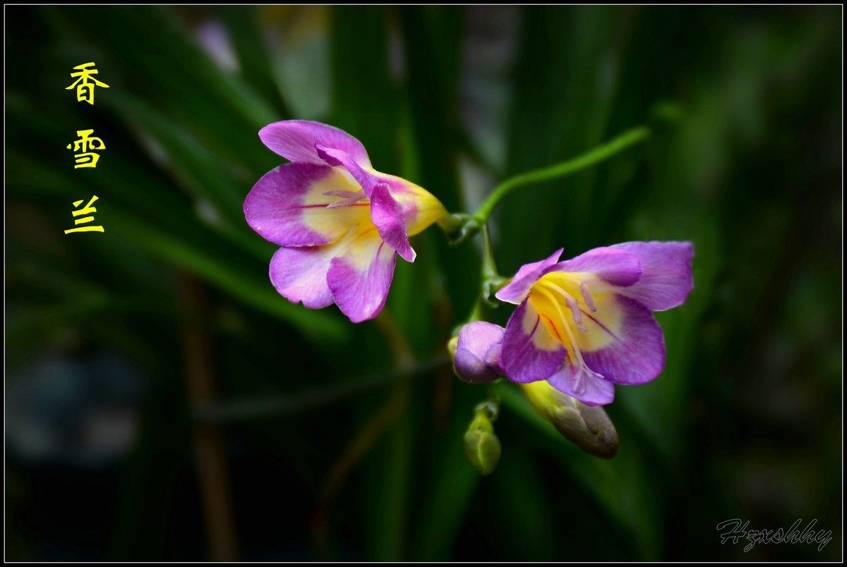 香雪兰（2024259）