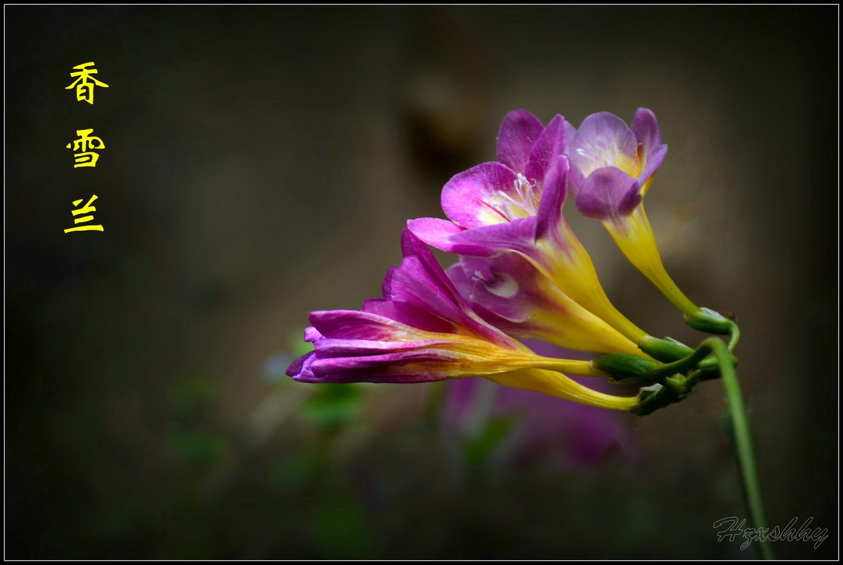 香雪兰（2024259）