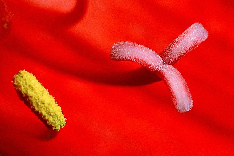 【不老松：纪实摄影】我家的朱顶红！