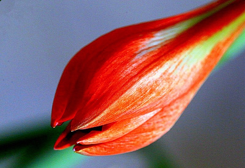 【不老松：纪实摄影】我家的朱顶红！