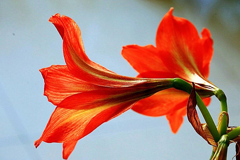 【不老松：纪实摄影】我家的朱顶红！