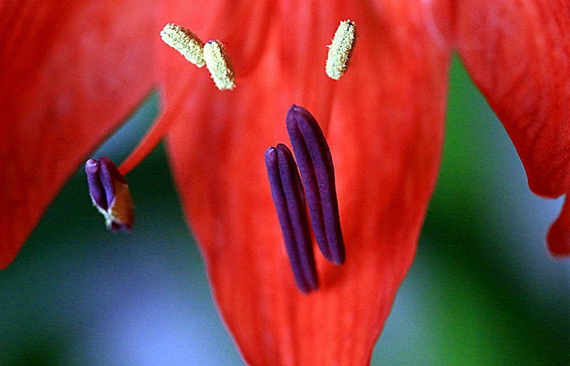 【不老松：纪实摄影】我家的朱顶红！