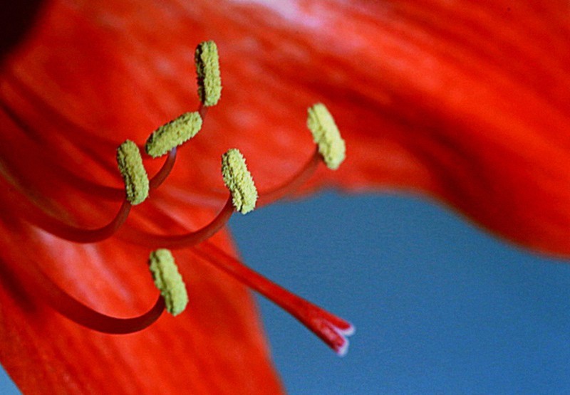 【不老松：纪实摄影】我家的朱顶红！