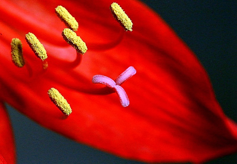 【不老松：纪实摄影】我家的朱顶红！