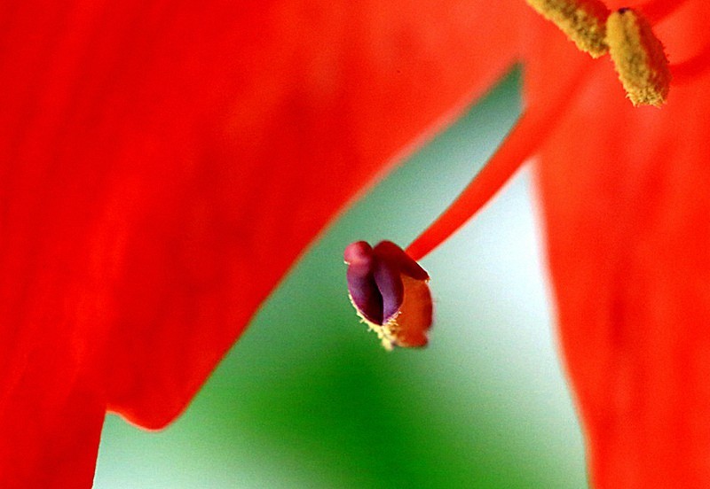 【不老松：纪实摄影】我家的朱顶红！