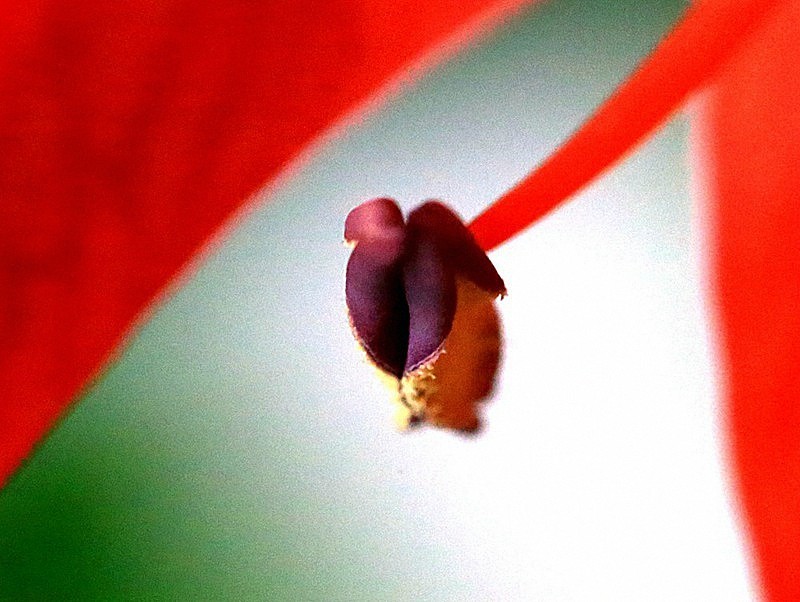 【不老松：纪实摄影】我家的朱顶红！