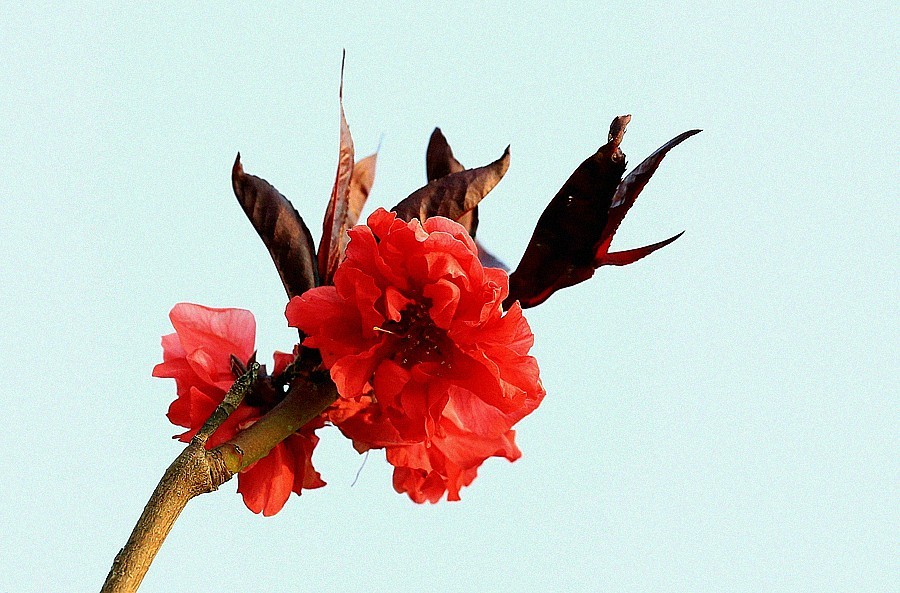 【不老松：纪实摄影】红红火火碧桃花！ (01)