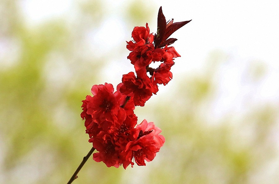 【不老松：纪实摄影】红红火火碧桃花！ (01)