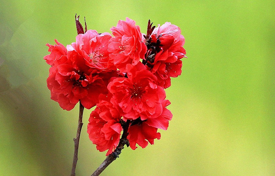 【不老松：纪实摄影】红红火火碧桃花！ (01)