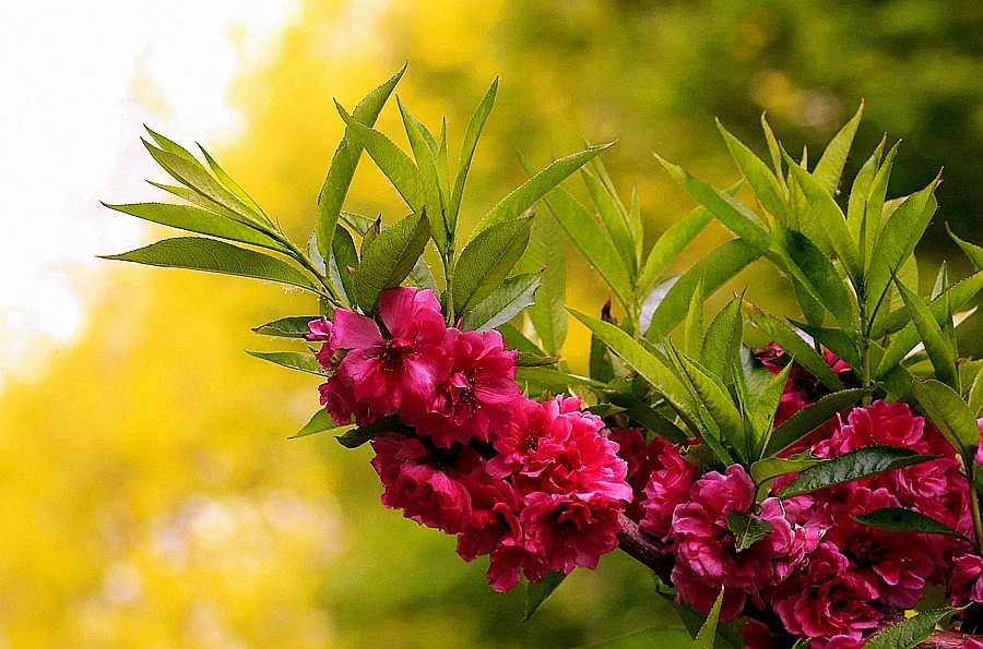 【不老松：纪实摄影】红红火火碧桃花！ (01)