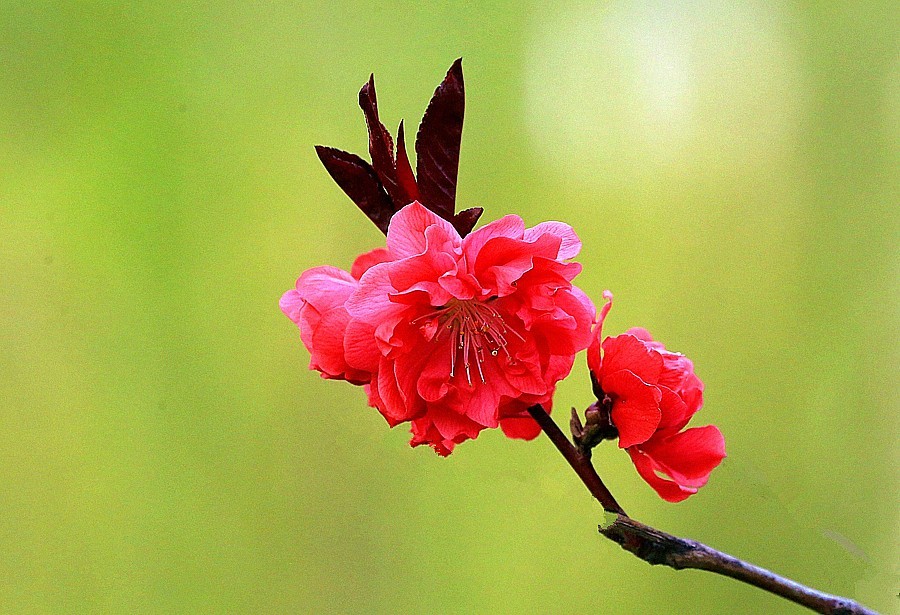 【不老松：纪实摄影】红红火火碧桃花！ (01)