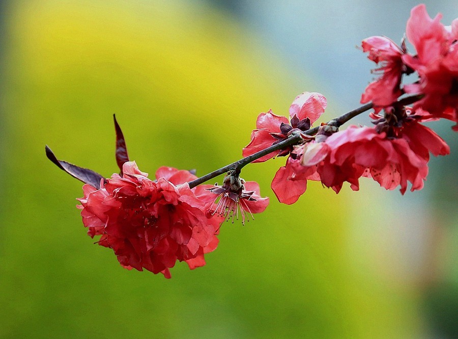 【不老松：纪实摄影】红红火火碧桃花！ (01)