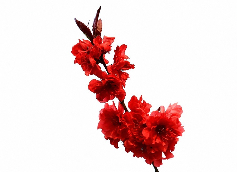 【不老松：纪实摄影】红红火火碧桃花！ (01)