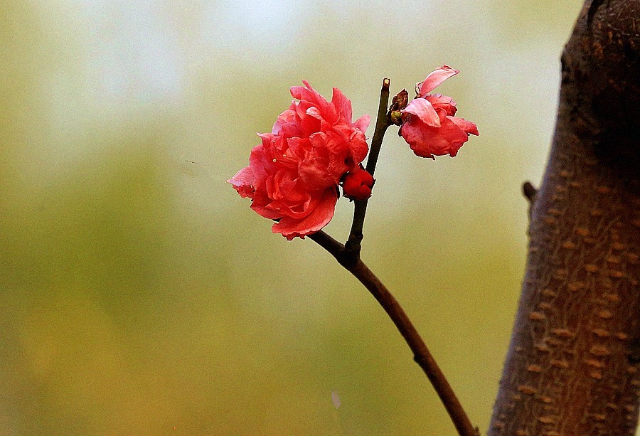 【不老松：纪实摄影】红红火火碧桃花！ (01)