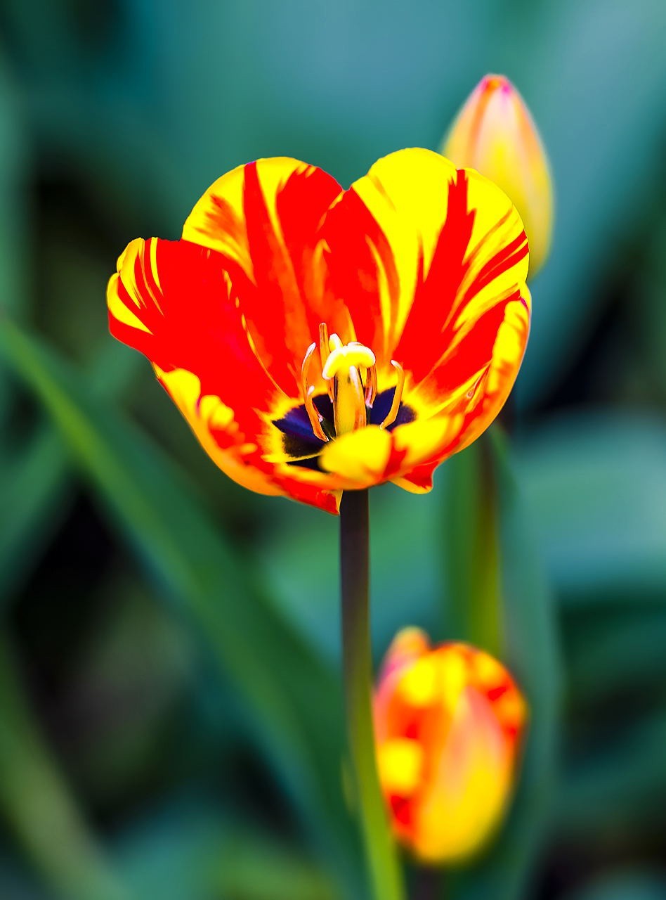 园博苑郁金香花海