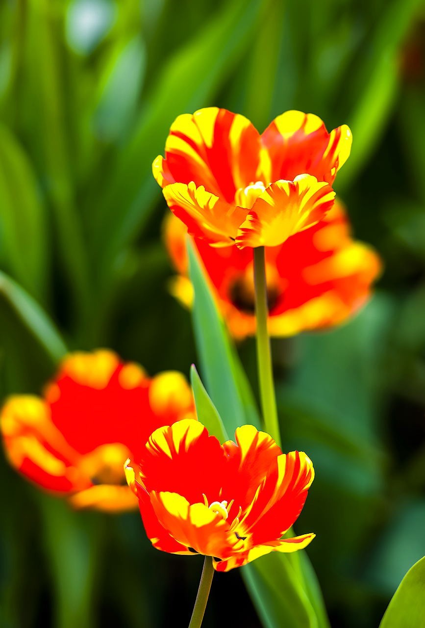 园博苑郁金香花海