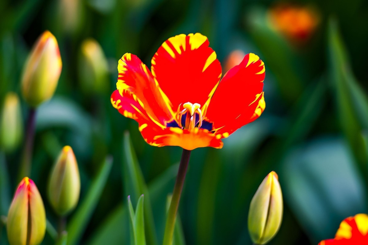 园博苑郁金香花海