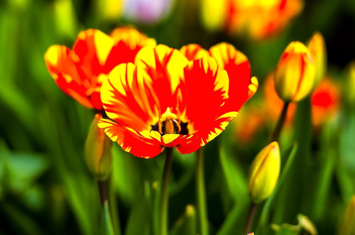 园博苑郁金香花海