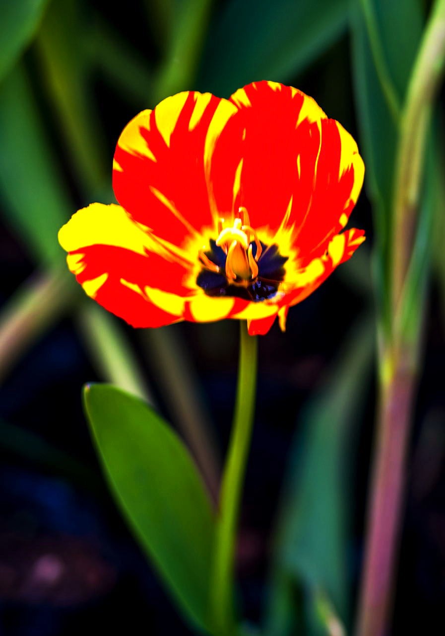 园博苑郁金香花海