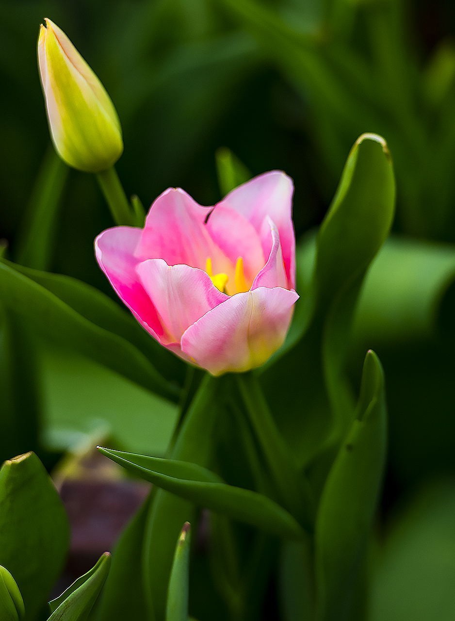园博苑郁金香花海