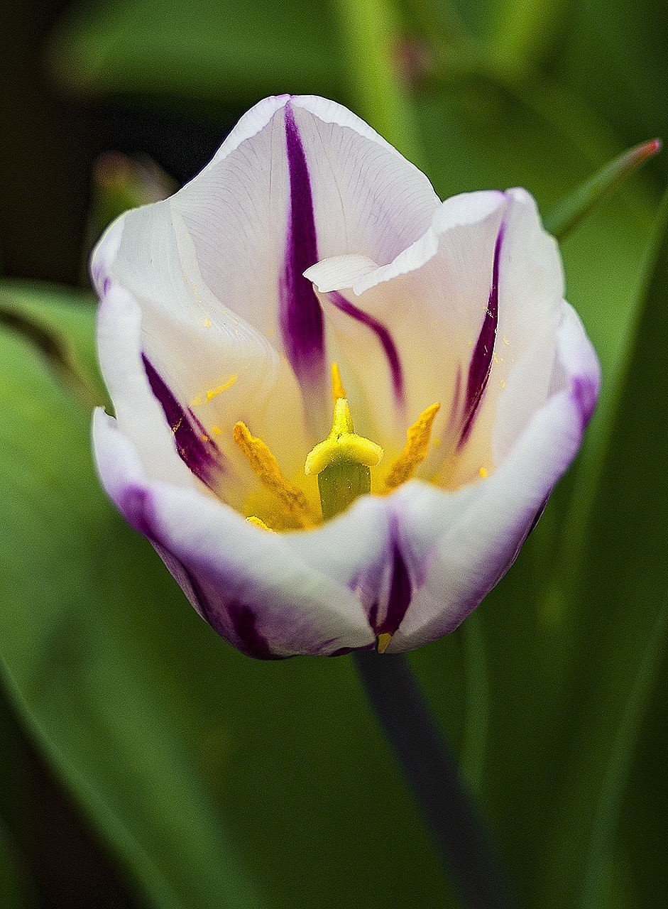 园博苑郁金香花海