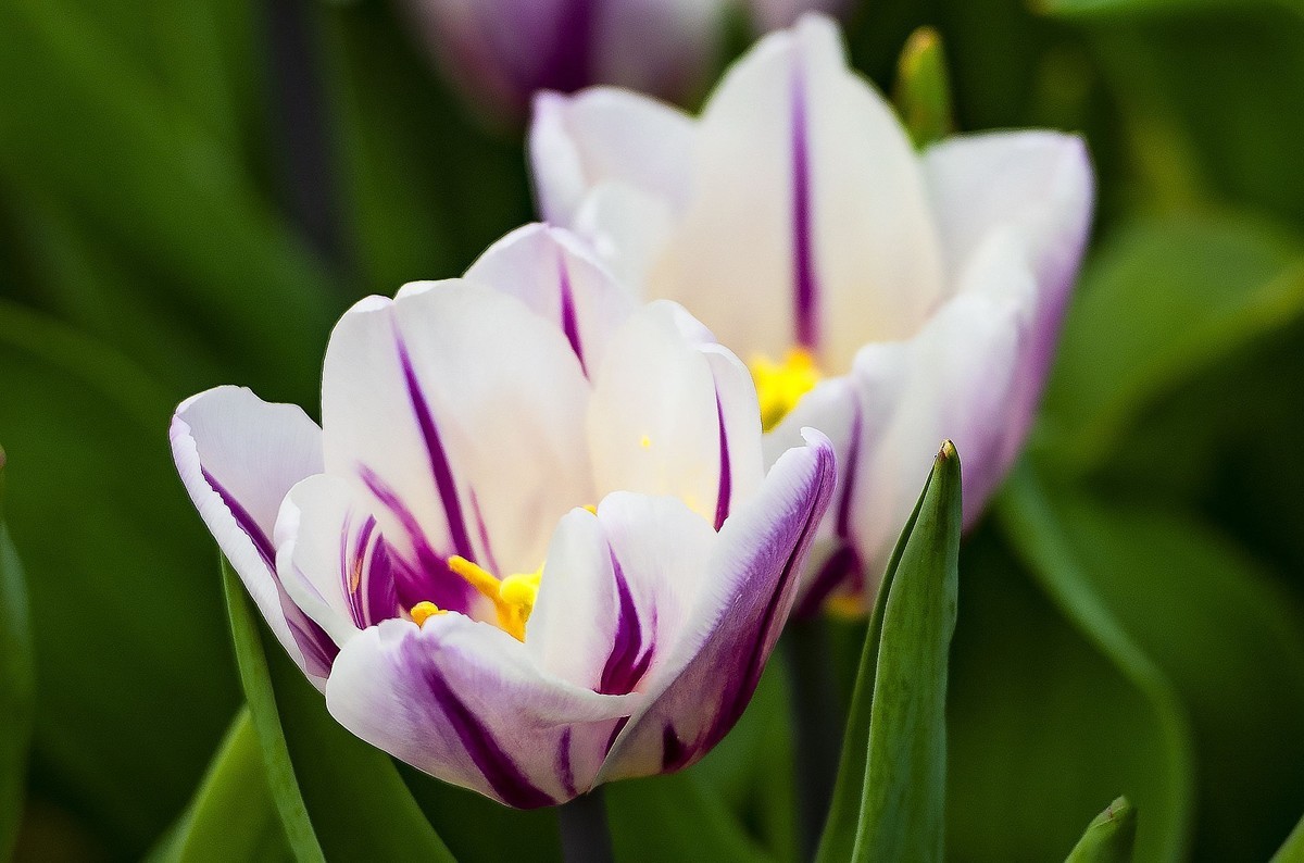 园博苑郁金香花海