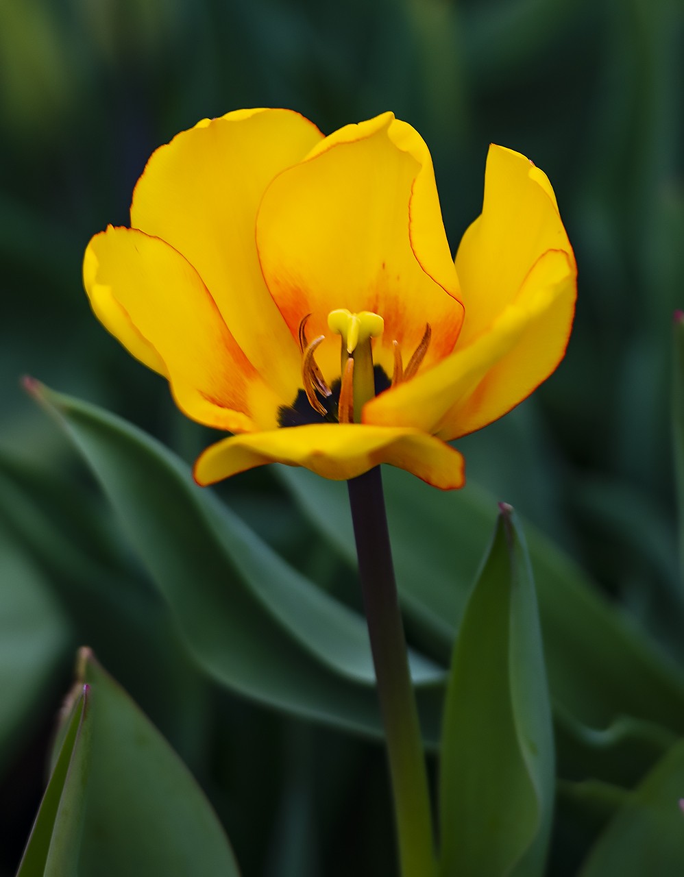 园博苑郁金香花海