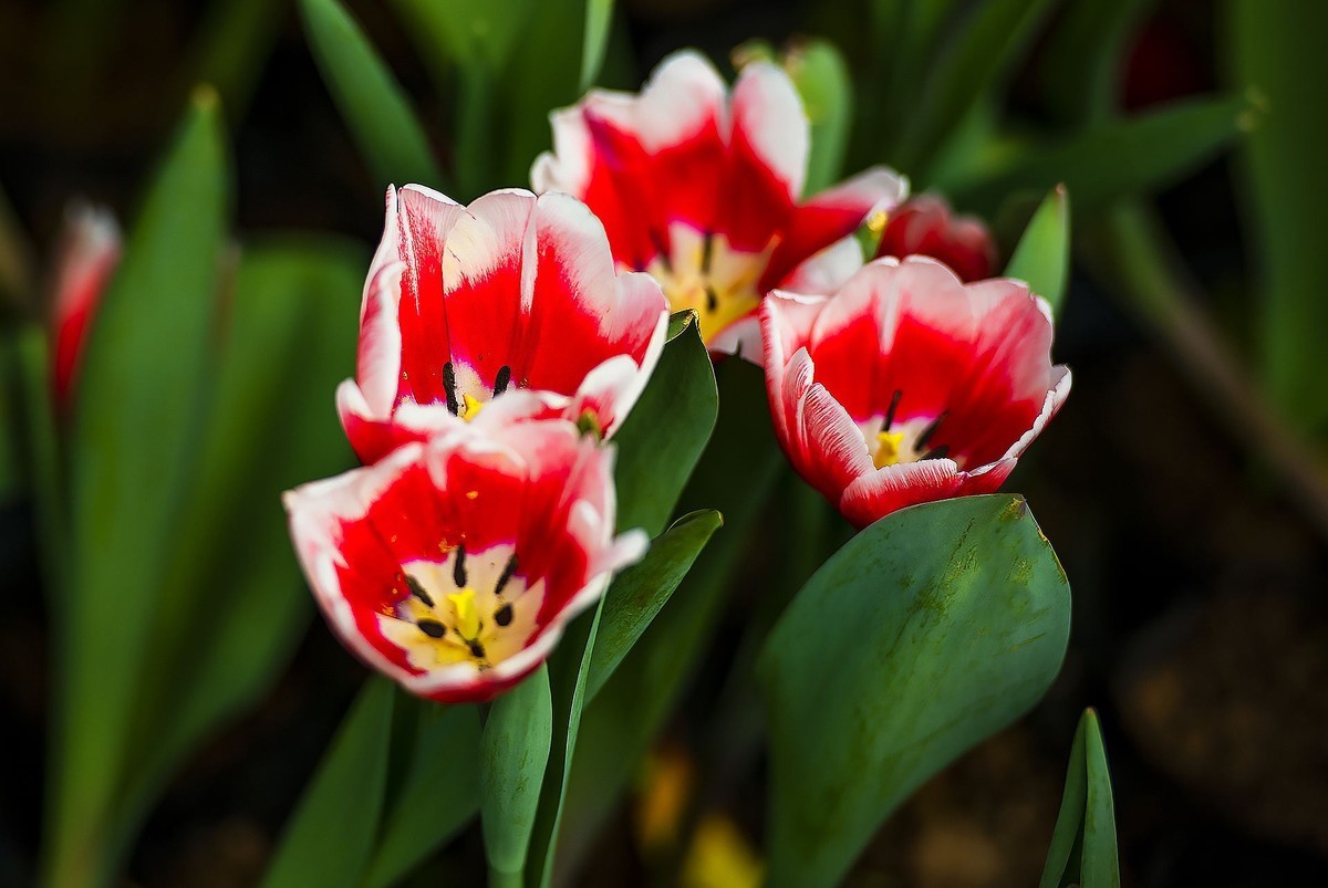 园博苑郁金香花海