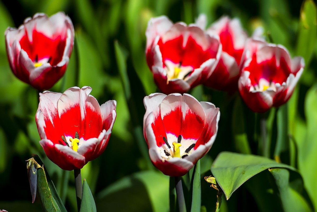 园博苑郁金香花海