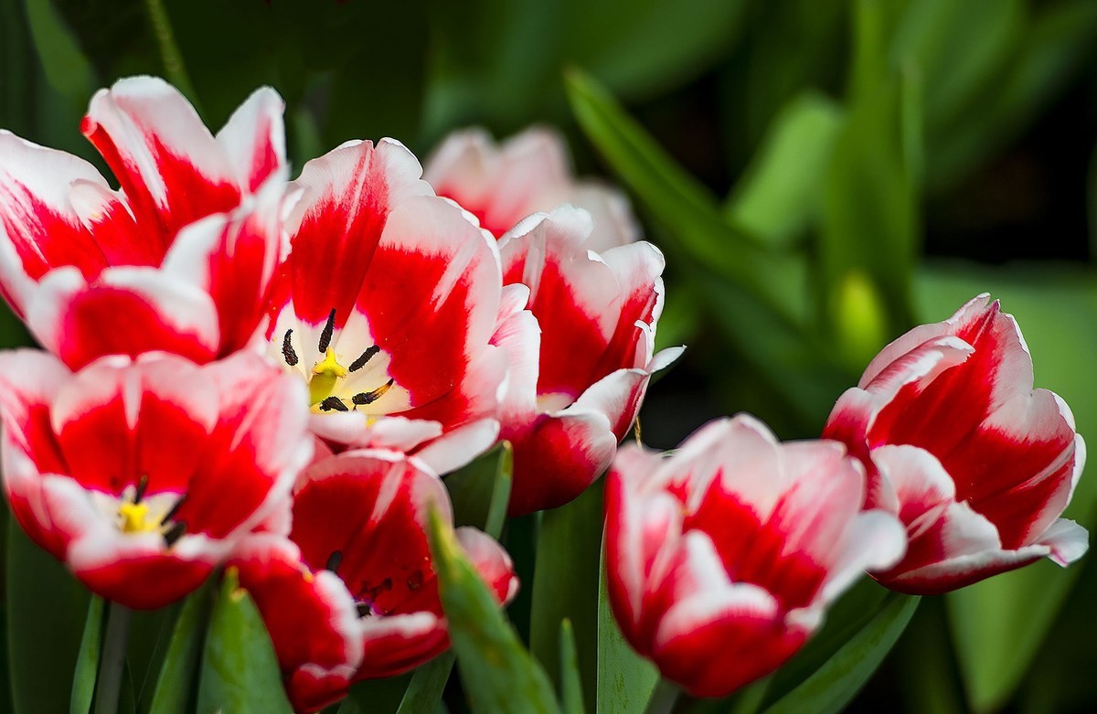 园博苑郁金香花海