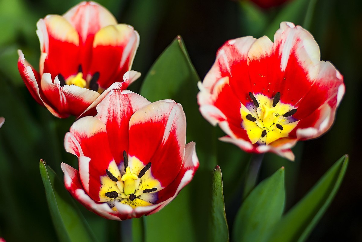 园博苑郁金香花海