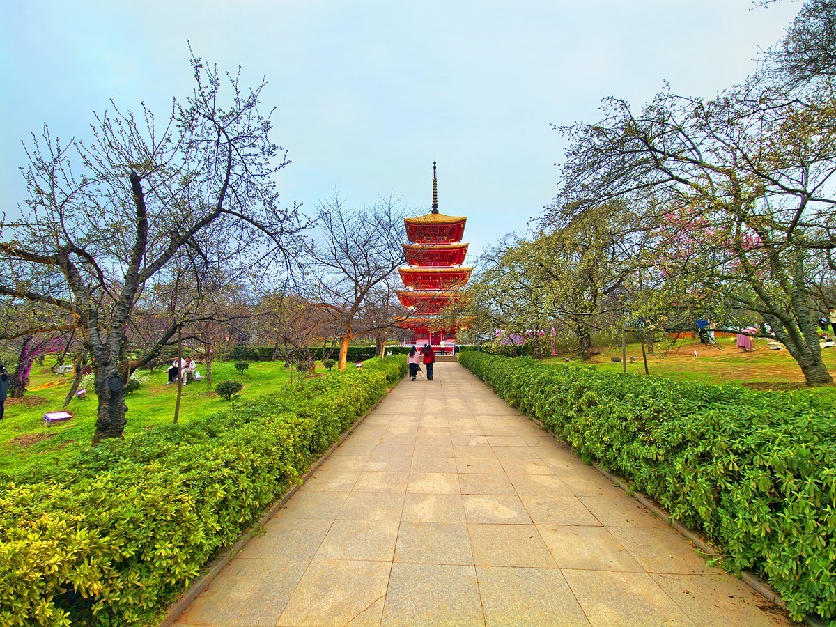 武汉东湖樱花园9