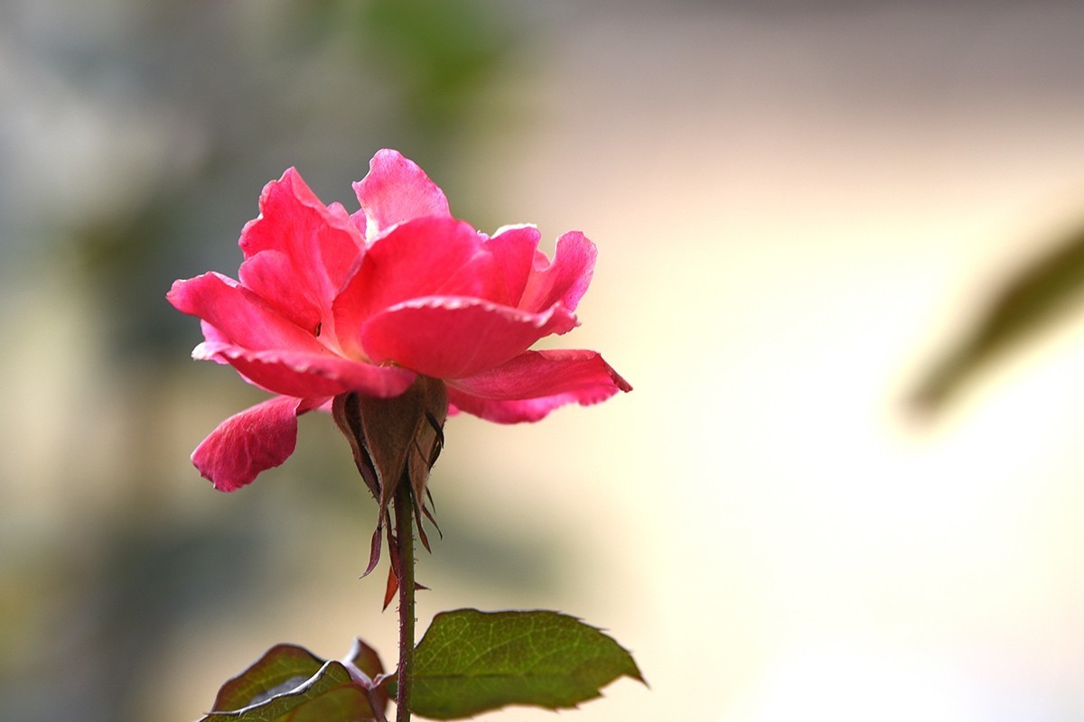 【2022】029---月季花