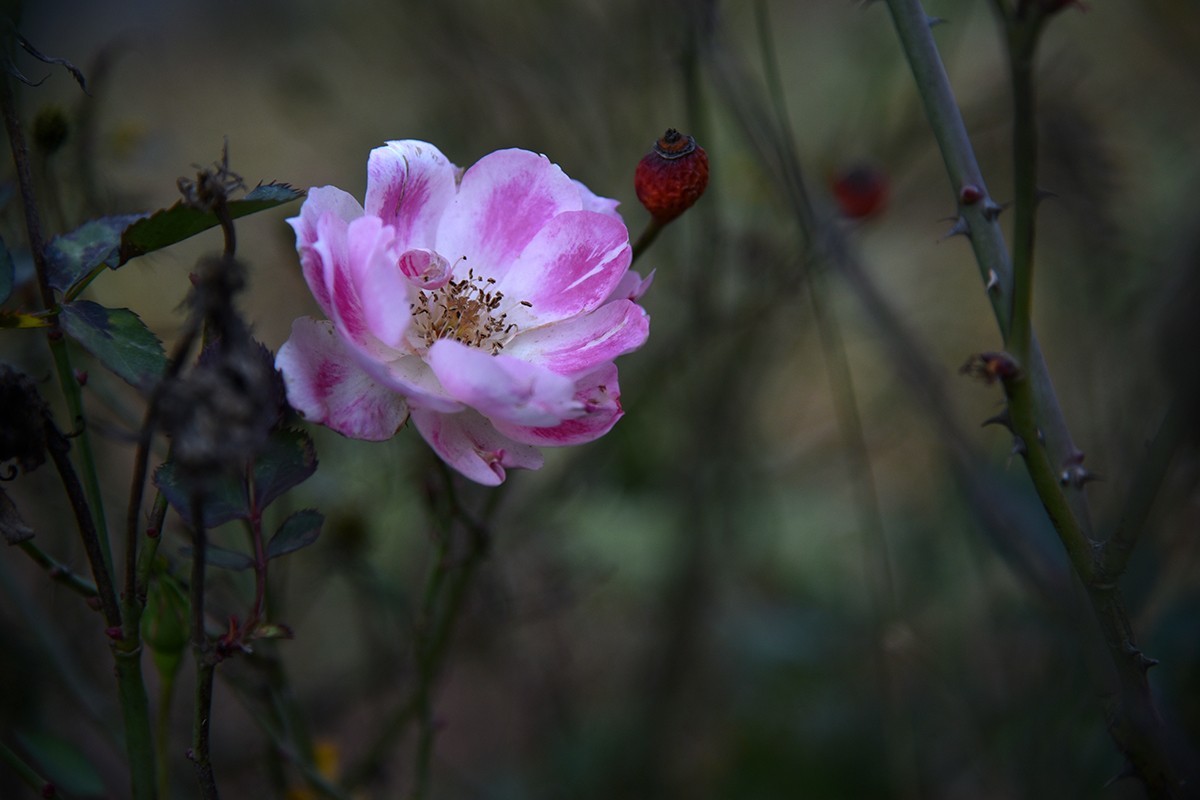 【2022】029---月季花