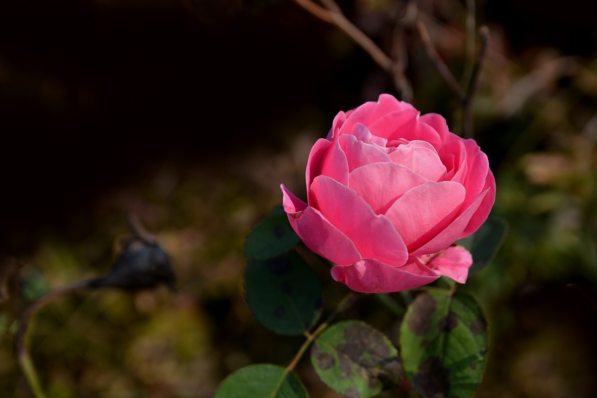 【2022】029---月季花